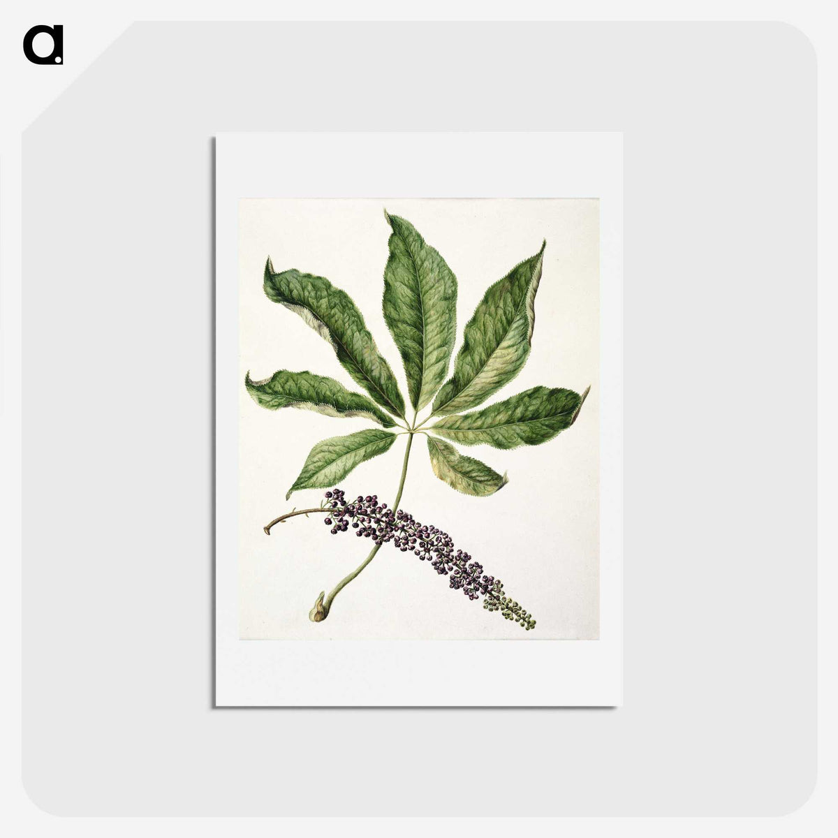 1-48_Native-Flowering-Plants-of-New-Zealand_hagaki