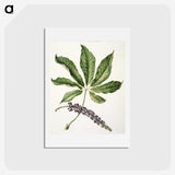 1-48_Native-Flowering-Plants-of-New-Zealand_hagaki