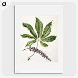 1-48_Native-Flowering-Plants-of-New-Zealand_picture