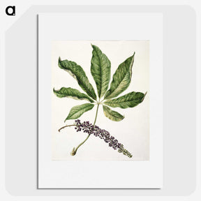 1-48_Native-Flowering-Plants-of-New-Zealand_picture