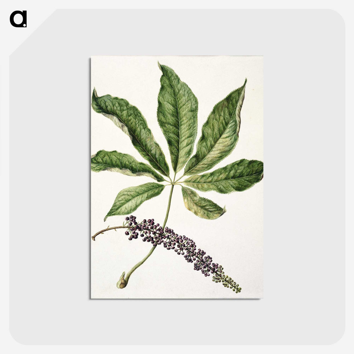 1-48_Native-Flowering-Plants-of-New-Zealand_postcard