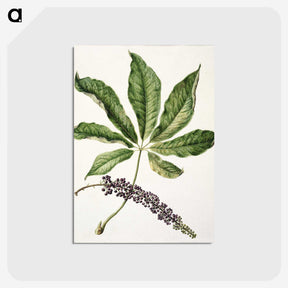 1-48_Native-Flowering-Plants-of-New-Zealand_postcard