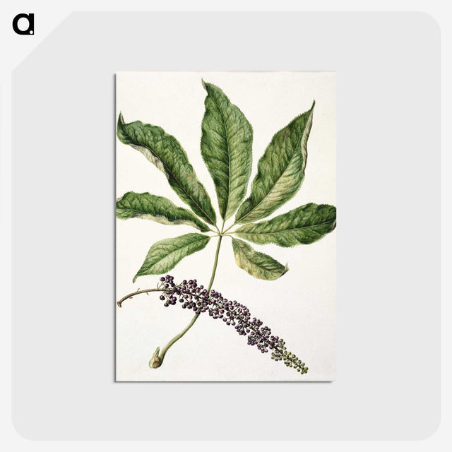 1-48_Native-Flowering-Plants-of-New-Zealand_postcard