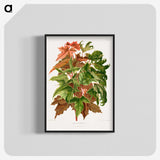 1-48_Nederlandsche-Flora-en-Pomona_blk-crop