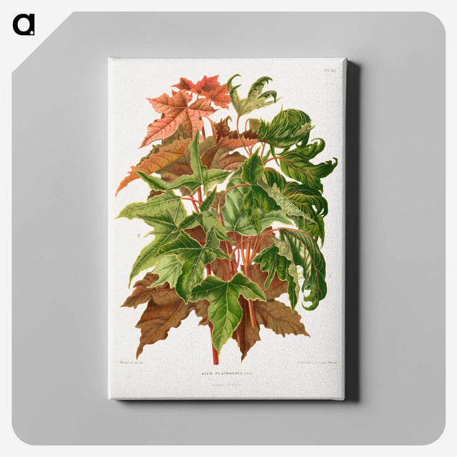 1-48_Nederlandsche-Flora-en-Pomona_canvas