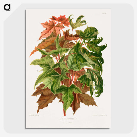 1-48_Nederlandsche-Flora-en-Pomona_picture-crop
