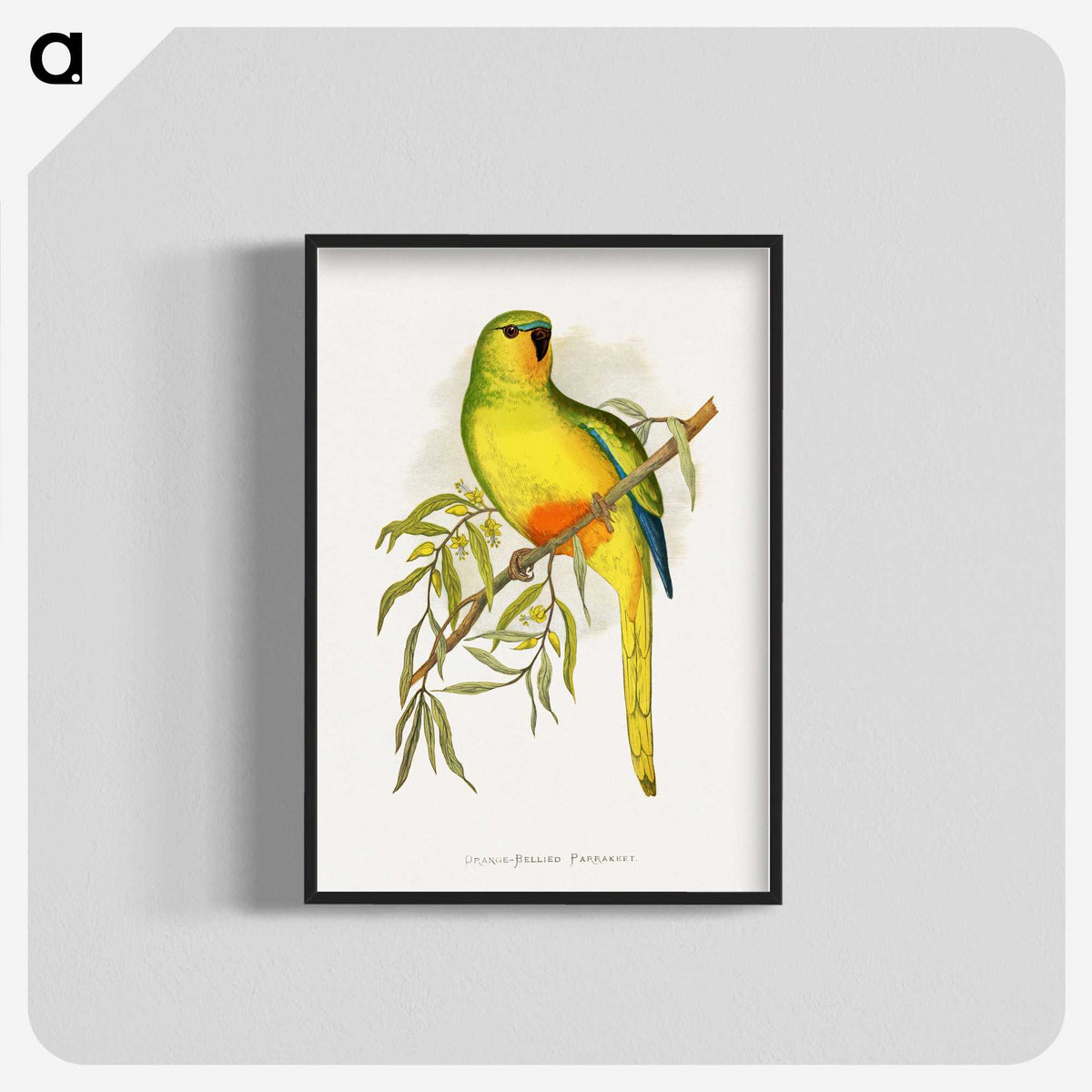 1-48_Parrots-in-Captivity_blk-crop
