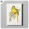 1-48_Parrots-in-Captivity_canvas