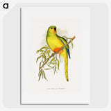 1-48_Parrots-in-Captivity_picture