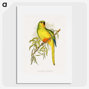 1-48_Parrots-in-Captivity_picture