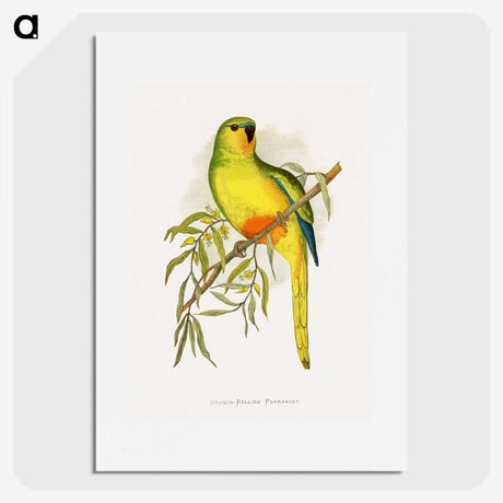 1-48_Parrots-in-Captivity_picture
