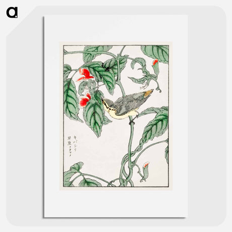 アートポスター-Japanese Tree-creeper and Pea
 - 鳥類図鑑 Poster.