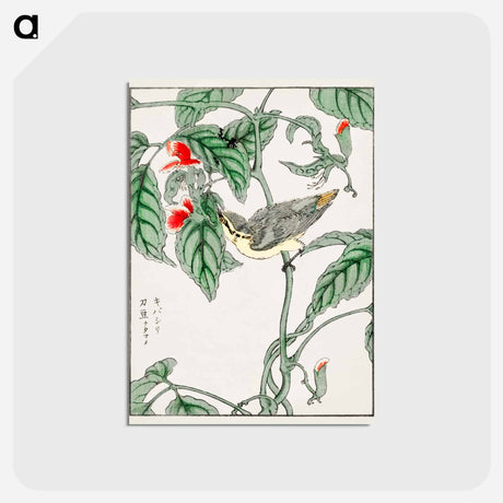 アートポストカード-Japanese Tree-creeper and Pea
 - 鳥類図鑑 Postcard.