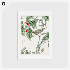 1-48_Pictorial-Monograph-of-Birds_hagaki