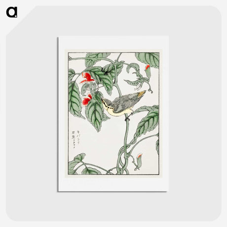 1-48_Pictorial-Monograph-of-Birds_hagaki