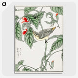 1-48_Pictorial-Monograph-of-Birds_picture-crop