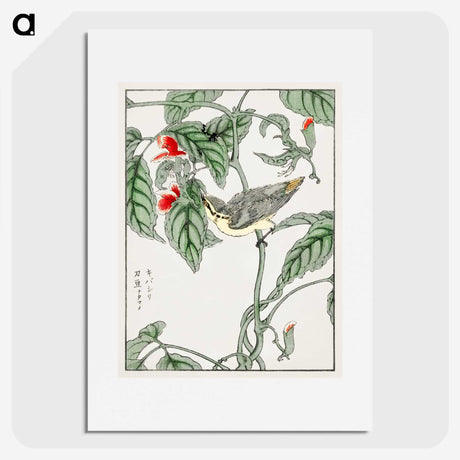 1-48_Pictorial-Monograph-of-Birds_picture
