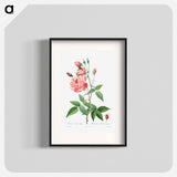 Rosa Gallica - Pierre Joseph Redouté Poster.