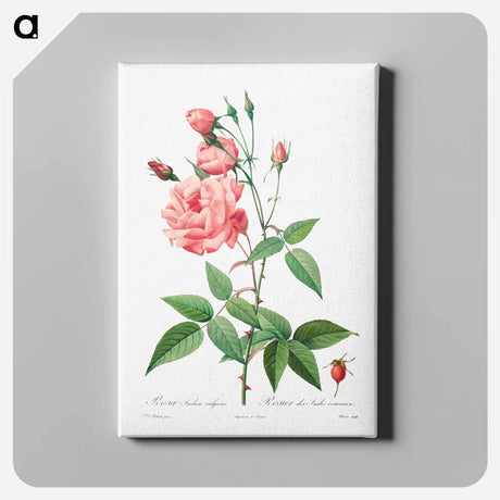 アートパネル-Rosa Gallica - ピエール ジョゼフ ルドゥーテ Canvas.