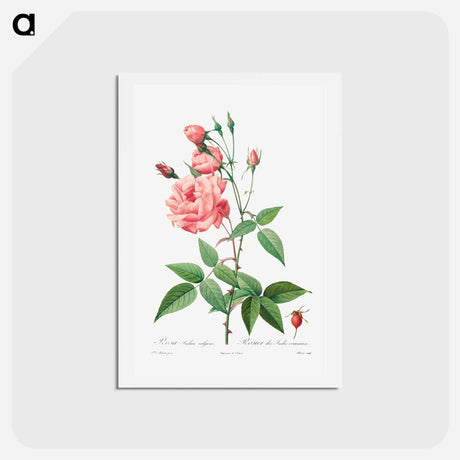 アートポストカード-Rosa Gallica - ピエール ジョゼフ ルドゥーテ Postcard.