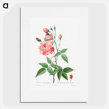 Rosa Gallica - Pierre Joseph Redouté Poster.