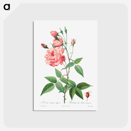 アートポストカード-Rosa Gallica - ピエール ジョゼフ ルドゥーテ Postcard.