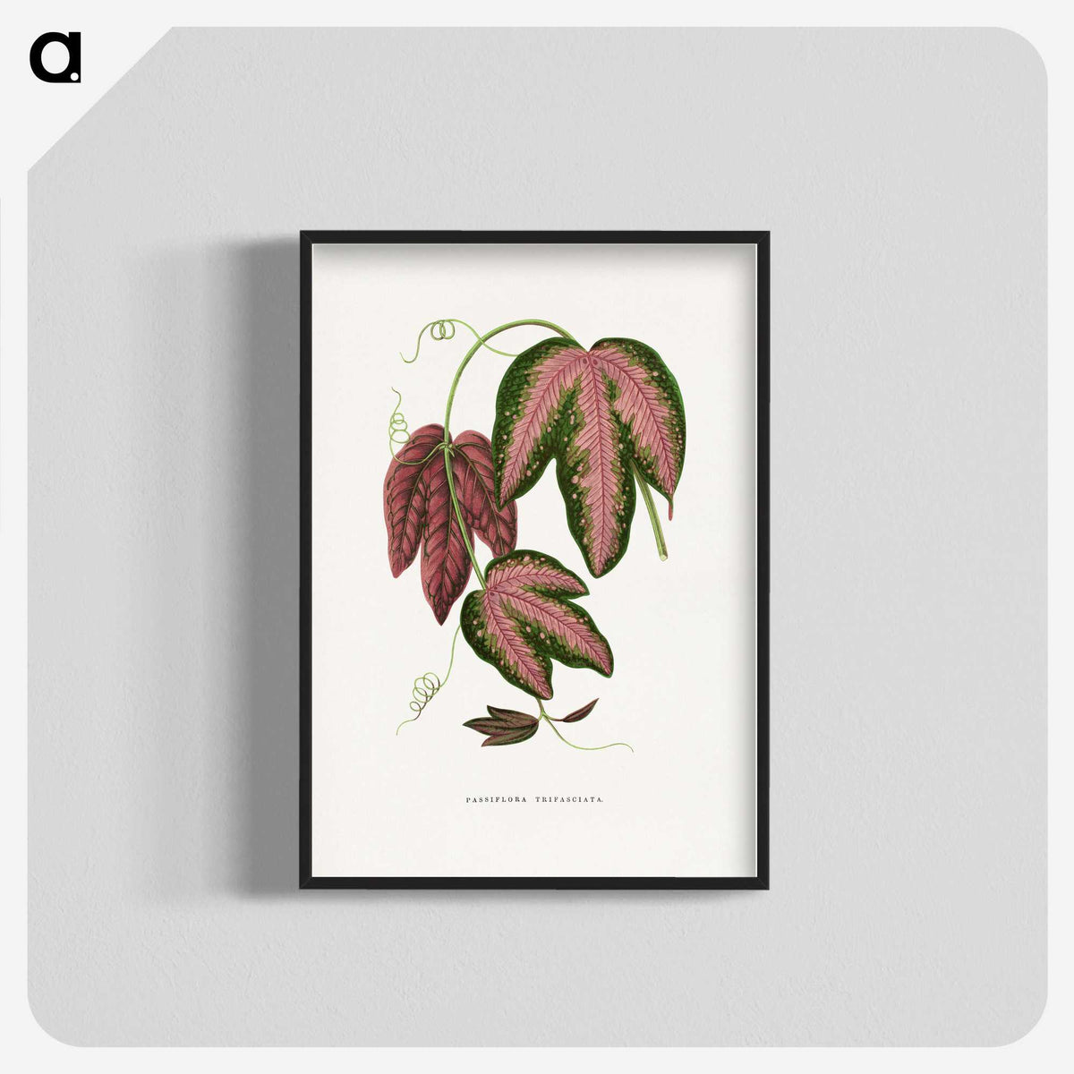1-48_Plants-with-Colored-Foliage_blk-crop