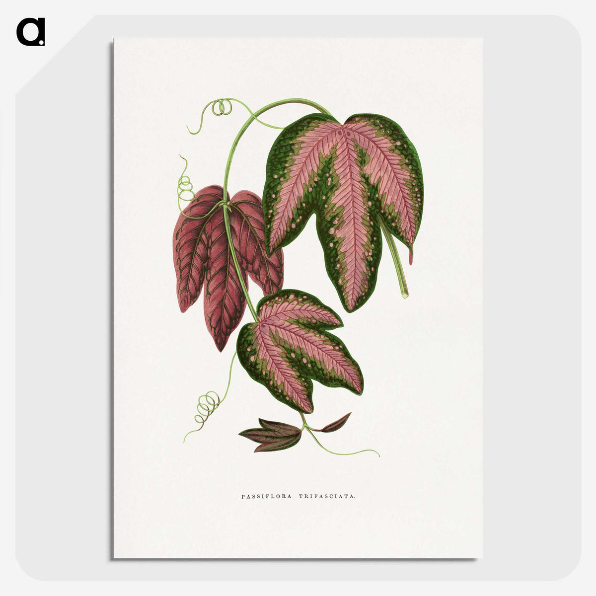 1-48_Plants-with-Colored-Foliage_picture-crop