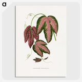 1-48_Plants-with-Colored-Foliage_picture-crop