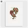 1-48_Plants-with-Colored-Foliage_picture