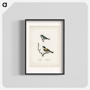 アートポスター-Coal Tit and Marsh Tit
 - スヴェンスカ フォグラル Poster.