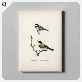 アートパネル-Coal Tit and Marsh Tit
 - スヴェンスカ フォグラル Canvas.