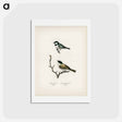 アートポストカード-Coal Tit and Marsh Tit
 - スヴェンスカ フォグラル Postcard.