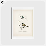 アートポストカード-Coal Tit and Marsh Tit
 - スヴェンスカ フォグラル Postcard.