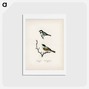 アートポストカード-Coal Tit and Marsh Tit
 - スヴェンスカ フォグラル Postcard.