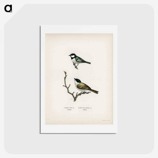 アートポストカード-Coal Tit and Marsh Tit
 - スヴェンスカ フォグラル Postcard.