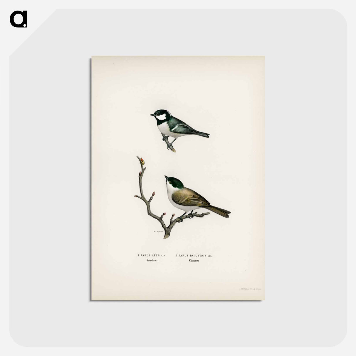 アートポストカード-Coal Tit and Marsh Tit
 - スヴェンスカ フォグラル Postcard.