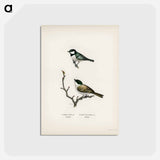 アートポストカード-Coal Tit and Marsh Tit
 - スヴェンスカ フォグラル Postcard.