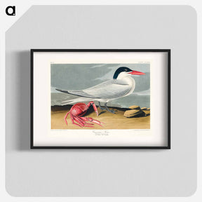 アートポスター-Cayenne Tern from Birds of America
 - アメリカの鳥たち Poster.