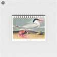 アートメモ帳-Cayenne Tern from Birds of America
 - アメリカの鳥たち Memo.