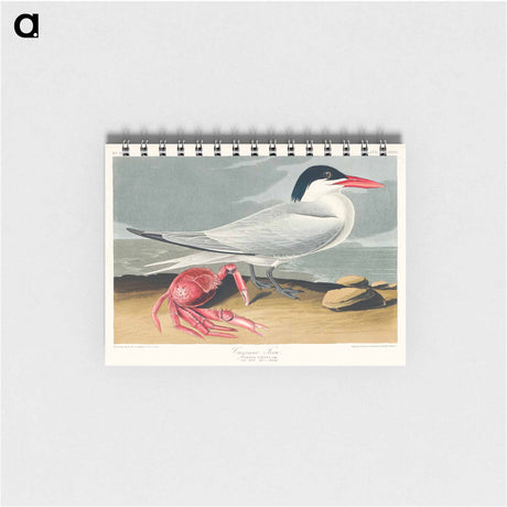 アートメモ帳-Cayenne Tern from Birds of America
 - アメリカの鳥たち Memo.