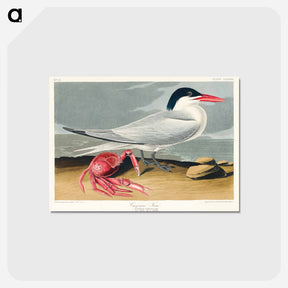 アートポストカード-Cayenne Tern from Birds of America
 - アメリカの鳥たち Postcard.