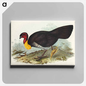 アートパネル-Brush Turkey
 - オーストラリアの鳥 Canvas.