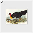 アートポストカード-Brush Turkey
 - オーストラリアの鳥 Postcard.