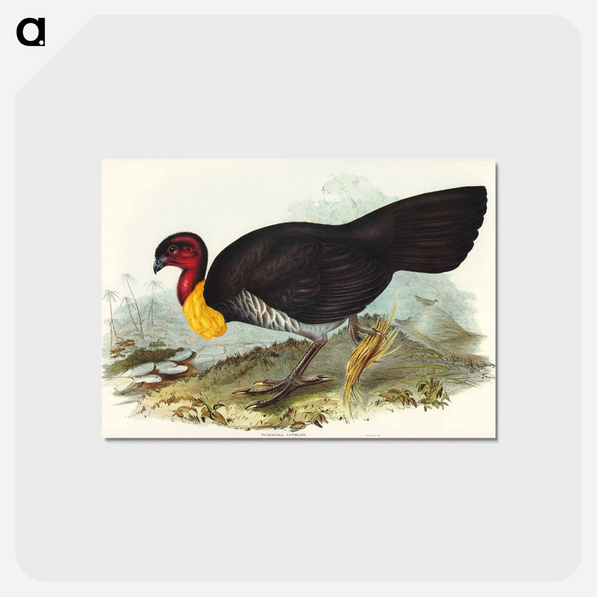 アートポストカード-Brush Turkey
 - オーストラリアの鳥 Postcard.