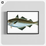 1-48_The-Natural-History-of-British-Fishes_blk-crop