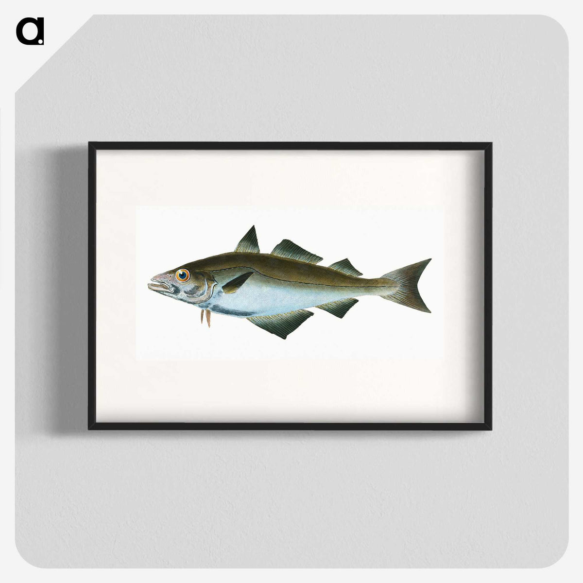 1-48_The-Natural-History-of-British-Fishes_blk