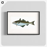 1-48_The-Natural-History-of-British-Fishes_blk