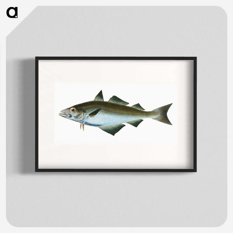 1-48_The-Natural-History-of-British-Fishes_blk