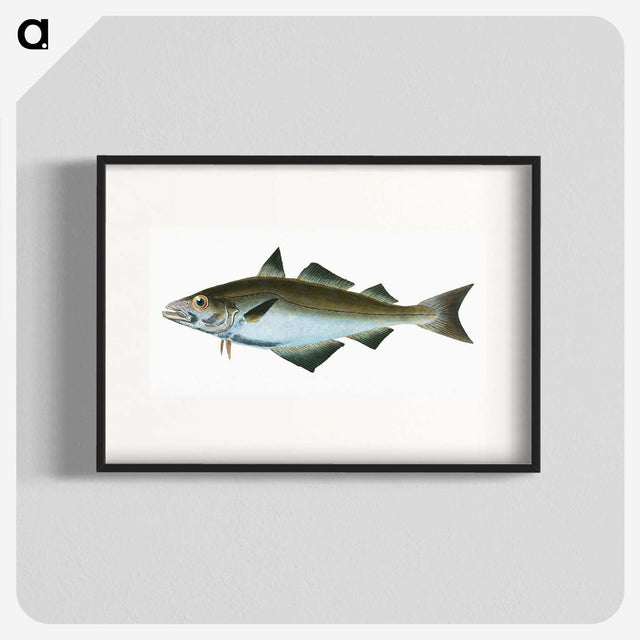 1-48_The-Natural-History-of-British-Fishes_blk